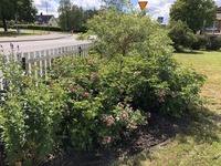 Samma ros i juli